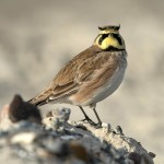 角百灵-缩略图-7