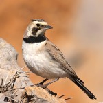 角百灵-缩略图-8