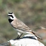 角百灵-缩略图-9