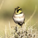 角百灵-缩略图-10