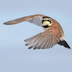 角百灵-缩略图-11