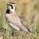 角百灵-缩略图-12