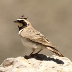 角百灵-缩略图-13