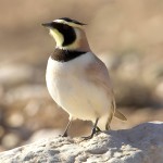 角百灵-缩略图-14