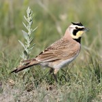 角百灵-缩略图-15