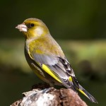 金翅雀-缩略图-2