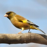 金翅雀-缩略图-3