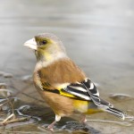 金翅雀-缩略图-4