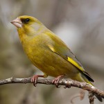 金翅雀-缩略图-5