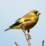 金翅雀-缩略图-6