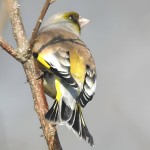 金翅雀-缩略图-7