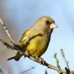 金翅雀-缩略图-8