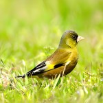 金翅雀-缩略图-9