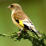 金翅雀-缩略图-10