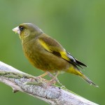 金翅雀-缩略图-11