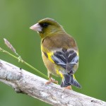 金翅雀-缩略图-13