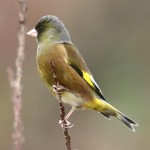 金翅雀-缩略图-14