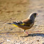 金翅雀-缩略图-15