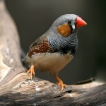 斑胸草雀-缩略图-1