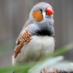 斑胸草雀-缩略图-2