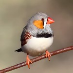 斑胸草雀-缩略图-3