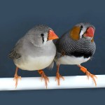 斑胸草雀-缩略图-4