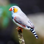 斑胸草雀-缩略图-5