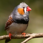 斑胸草雀-缩略图-7