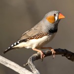 斑胸草雀-缩略图-8