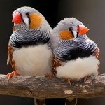 斑胸草雀-缩略图-9