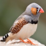 斑胸草雀-缩略图-10