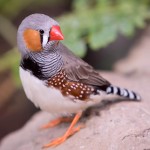 斑胸草雀-缩略图-11