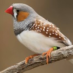 斑胸草雀-缩略图-12