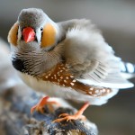 斑胸草雀-缩略图-13