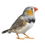 斑胸草雀-缩略图-14