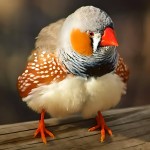 斑胸草雀-缩略图-15