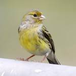 金丝雀-缩略图-1