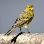 金丝雀-缩略图-2