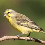 金丝雀-缩略图-3