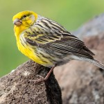 金丝雀-缩略图-4