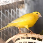 金丝雀-缩略图-5