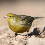 金丝雀-缩略图-6