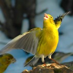 金丝雀-缩略图-7