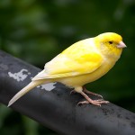 金丝雀-缩略图-8