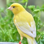 金丝雀-缩略图-11