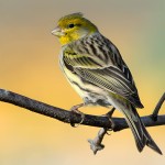 金丝雀-缩略图-12