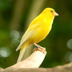 金丝雀-缩略图-13