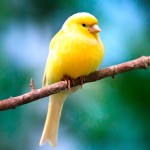 金丝雀-缩略图-14