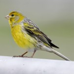 金丝雀-缩略图-15