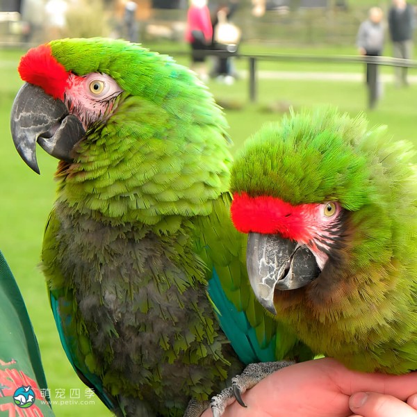 军舰金刚鹦鹉-1